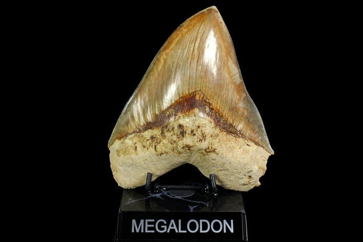 Serrated, Indonesian Megalodon Tooth - Restored Root #154645